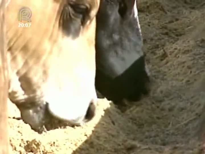 Rota da Pecuária realizou o último dia de campo em Barretos (SP)