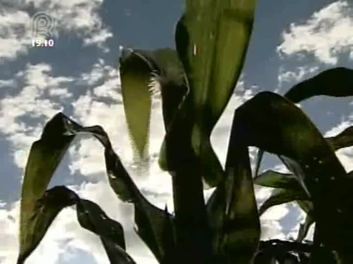 Abrasem lança campanha pelo bom manejo nas lavouras de milho Bt