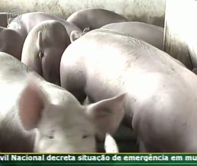 Técnica Rural - Reposição de matrizes e manejo de marrãs