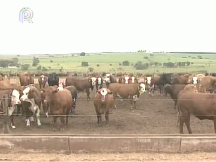 Mato Grosso registrou desaceleração no abate de bovinos