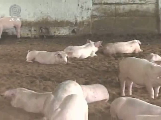 Dr. Pecuária: febre aftosa