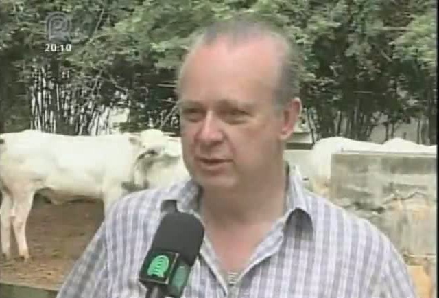 Conheça a raça: Gado piemontês, raça originada do norte da Itália