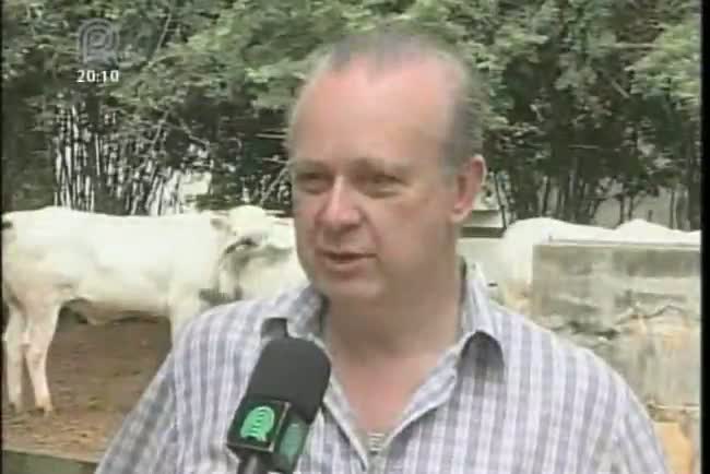 Conheça a raça: Gado piemontês, raça originada do norte da Itália