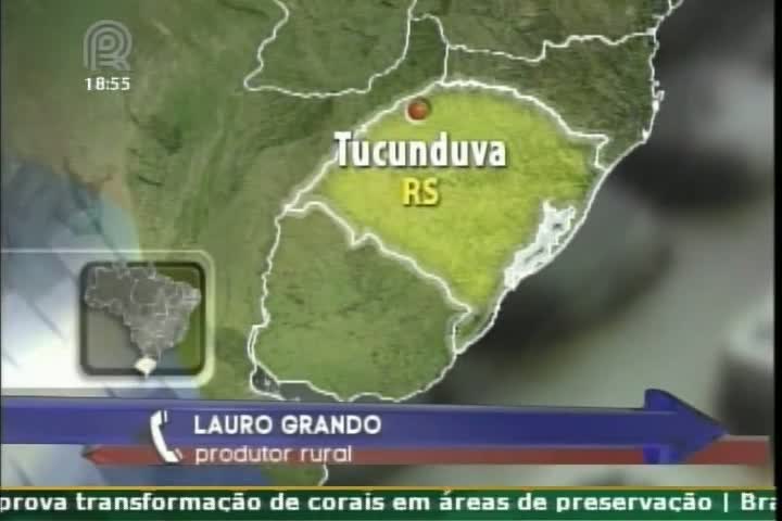 Trigo teve redução de 15% na área plantada em função de preços pouco atrativos