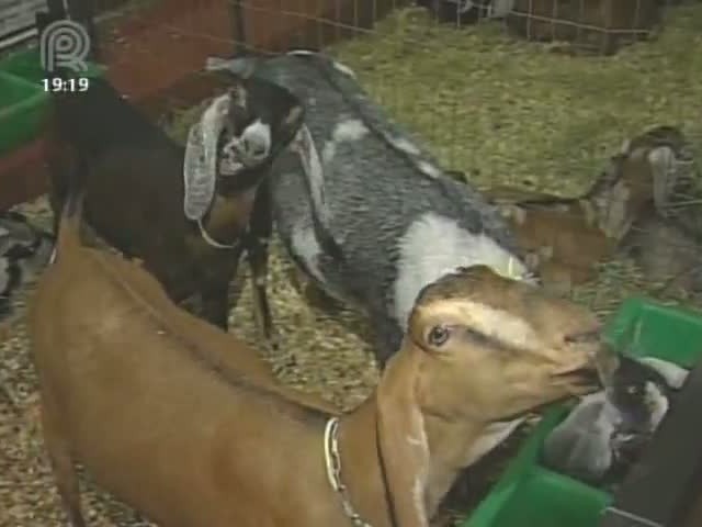 Caprinos, ovinos e muares ganham espaço na Feicorte 2013