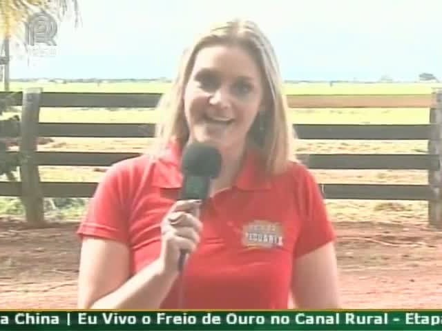 Carne com qualidade superior vem do cruzamento industrial da raça angus