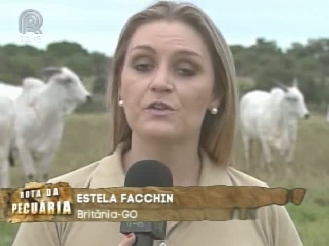 Equipe da Rota da Pecuária passa por fazenda de Goiás que utiliza receptoras zebuínas na produção de prenhezes