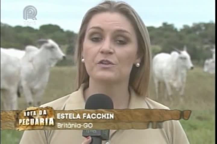 Equipe da Rota da Pecuária passa por fazenda de Goiás que utiliza receptoras zebuínas na produção de prenhezes