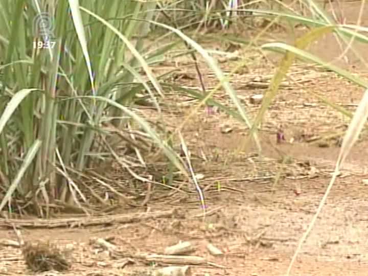 Excesso de chuva prejudica safra de cana no interior de São Paulo