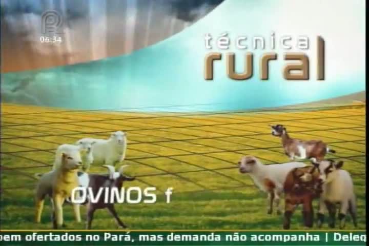 Técnica Rural - Ovinos - Lã de qualidade