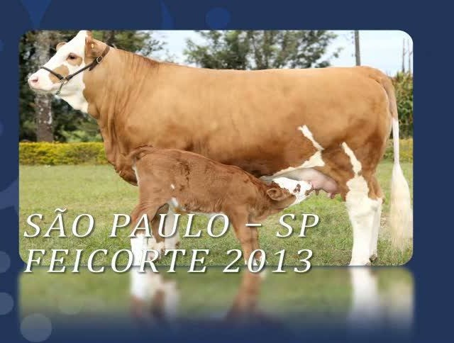 Reintegração de posse de fazenda invadida em MS é suspensa pela Justiça e clima segue tenso na região