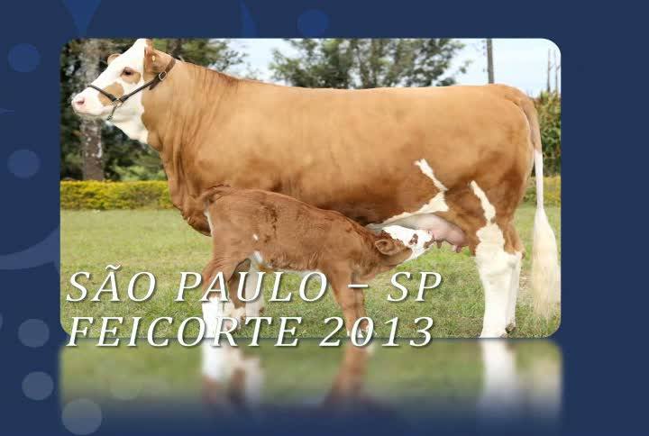 Reintegração de posse de fazenda invadida em MS é suspensa pela Justiça e clima segue tenso na região