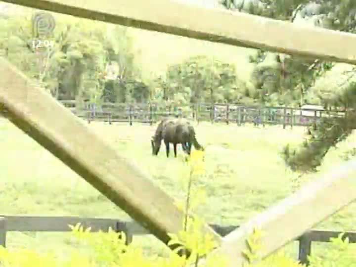 Grandes Fazendas visita o tradicional haras Ana Dantas Ranchm, em Boituva (SP)