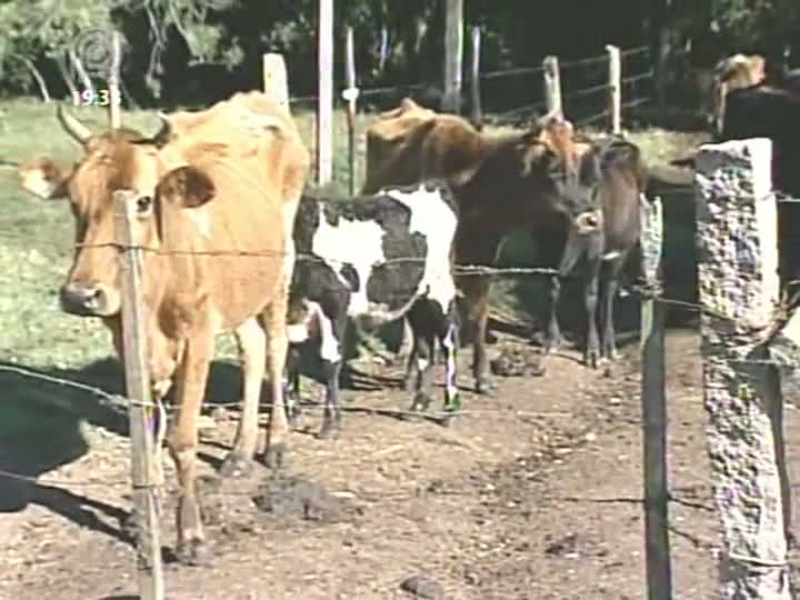 Rio Grande do Sul atinge 50% da meta de vacinação contra febre aftosa