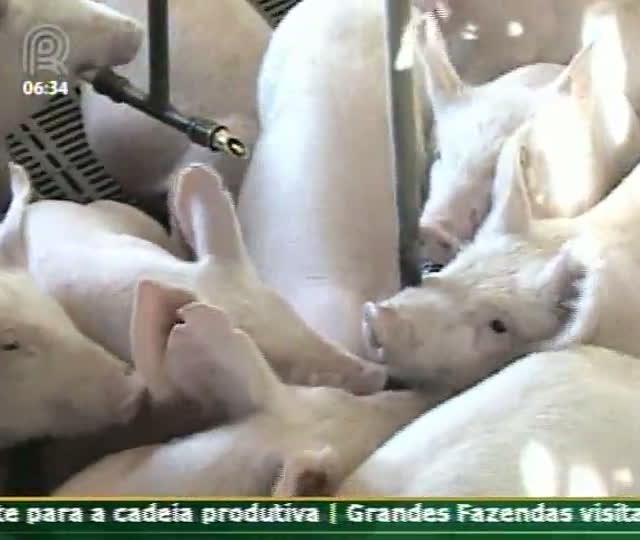 Técnica Rural - Suínos e Aves - Manejo de Leitões