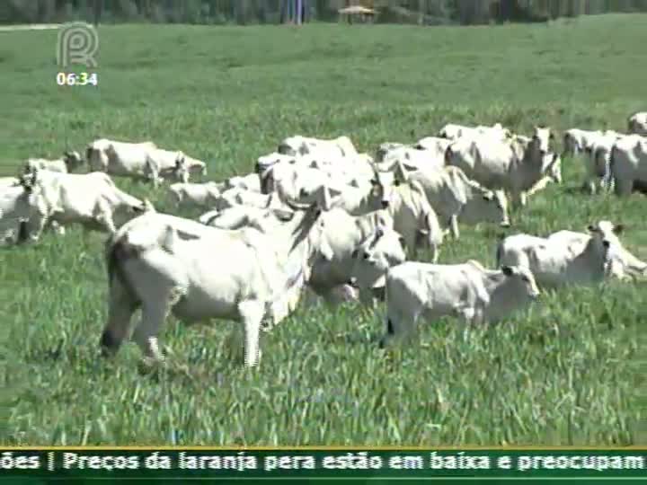 Técnica Rural - Pecuária de Corte - Uma Fazenda no Espírito Santo