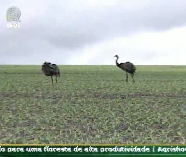 Impactos climáticos na cultura do milho