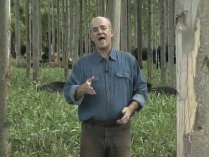 Painel Florestal TV mostra como fazer a correção do solo para uma floresta de alta produtividade