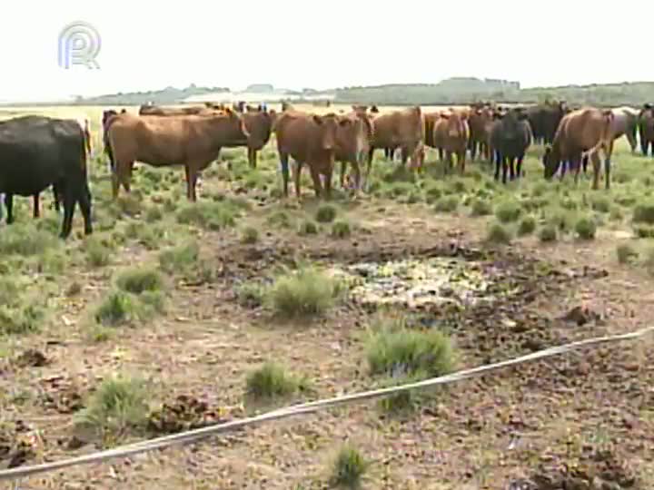 Consultor pecuário fala sobre cobrança de taxa na emissão da Guia de Trânsito Animal