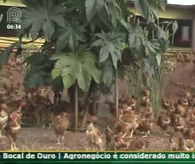 Técnica Rural: Frango caipira