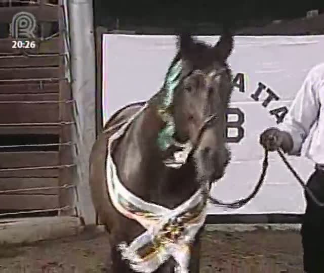Leilões do Bocal de Ouro teve mais de 8 milhões em faturamento