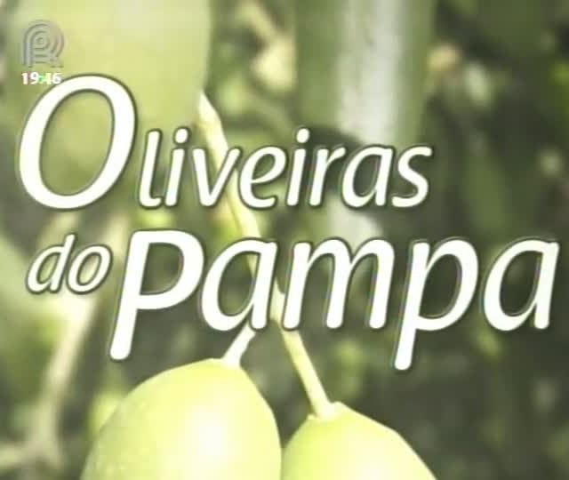 Cultivo de oliveiras e a elaboração de azeites conquistam produtores do Sul do país