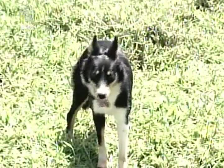 Treinamento para cães pastorearem rebanhos