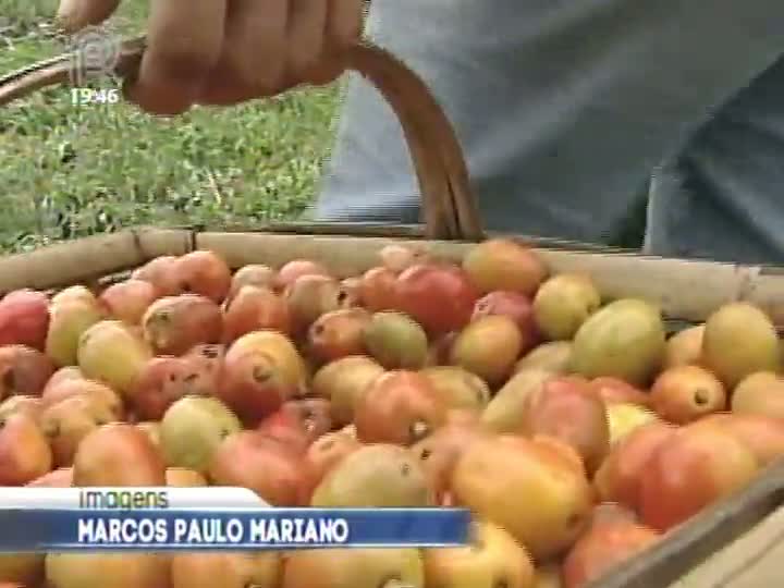 Produtor de frutas de São Paulo utiliza água de maneira racional