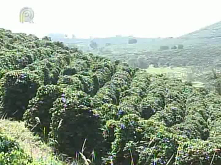 Abertura da Femagri traz como principal assunto a mecanização para reduzir os custos do café plantado nas montanhas de Minas Gerais