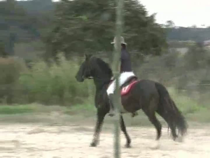 Mangalarga Marchador TV mostra dia de campo no Haras Figueira - Parte 2