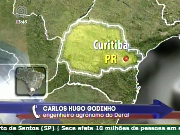 Engenheiro agrônomo do DERAL comenta a valorização da safra de trigo