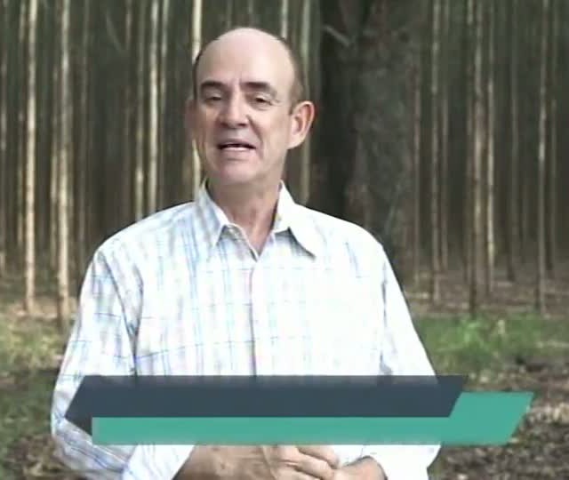 Silvicultura no Maranhão é tema de matéria no Painel Florestal