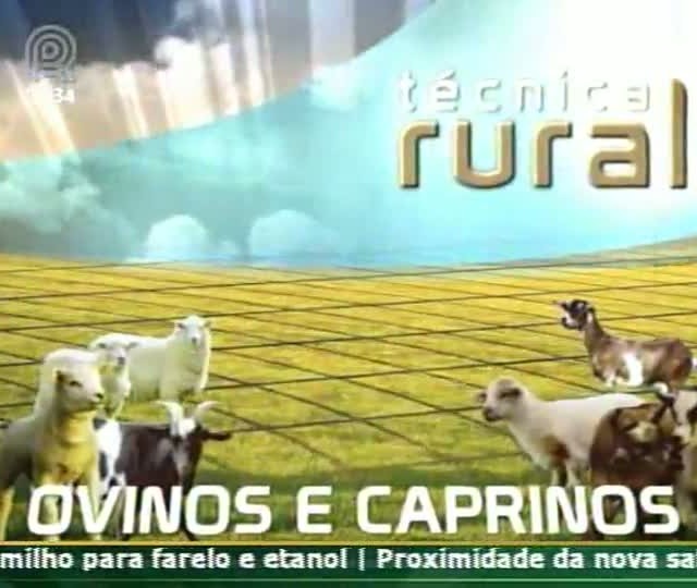 Técnica Rural mostra os cuidados necessários com cordeiros recém nascidos