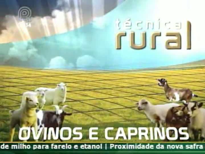 Técnica Rural mostra os cuidados necessários com cordeiros recém nascidos