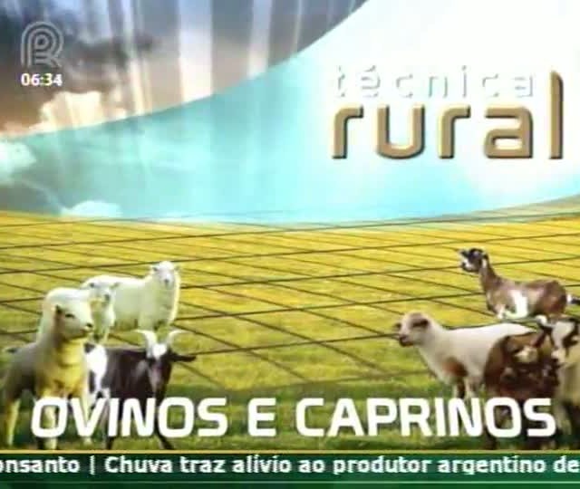 Técnica Rural fala sobre fertilidade de ovinos