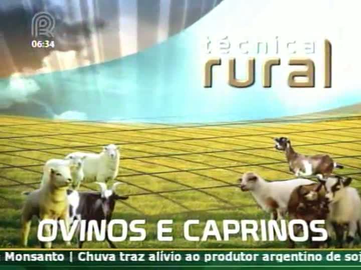 Técnica Rural fala sobre fertilidade de ovinos