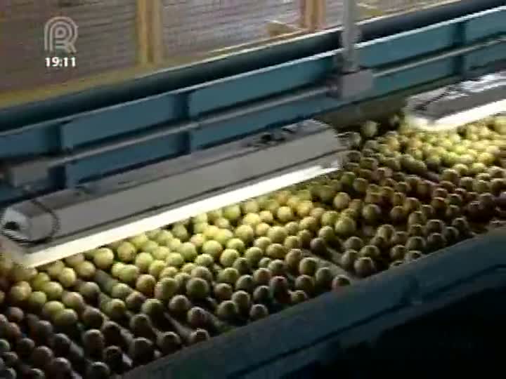 CitrusBR estima produção de 281 milhões de caixas de laranja na safra 2013/2014