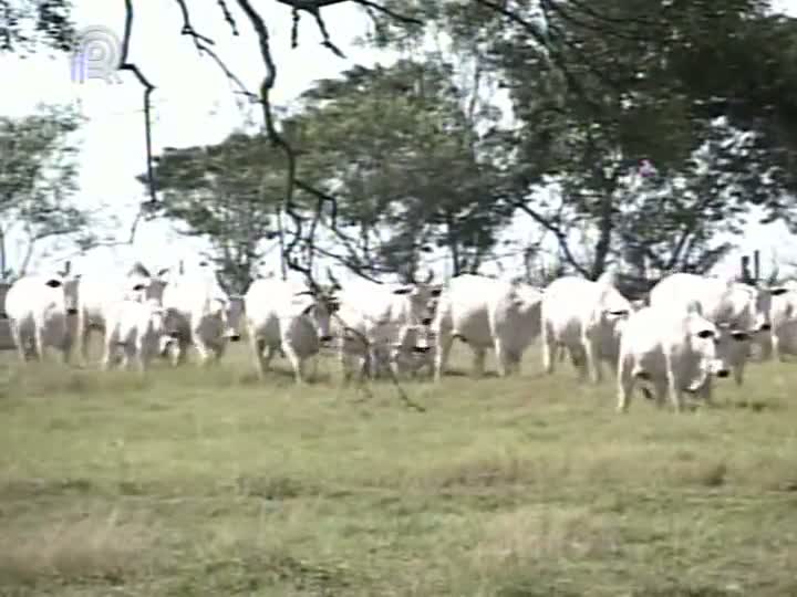 Começam julgamentos na Expoinel 2013 em Uberaba (MG)