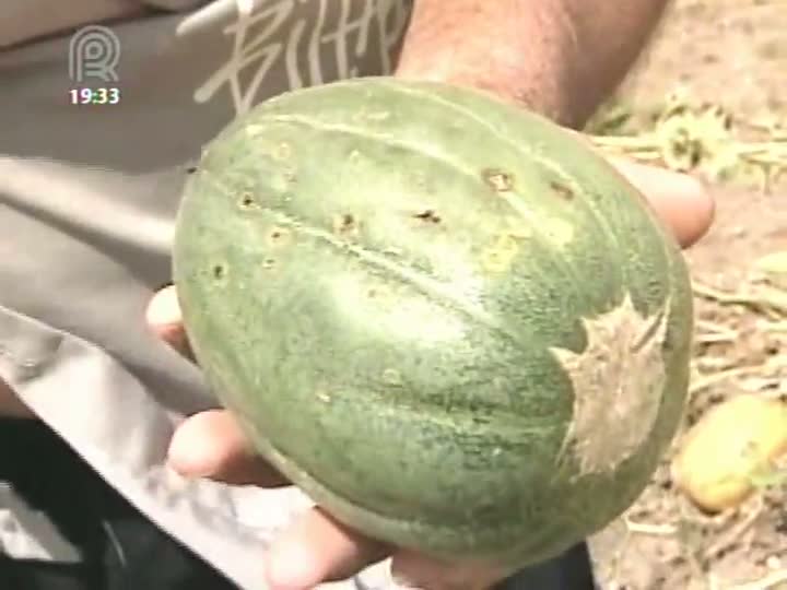 Manchas com origem desconhecida causam prejuízos nas lavouras de melão do Rio Grande do Sul