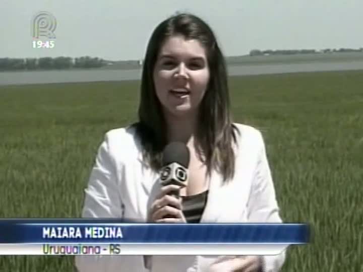 Produtores de arroz do RS ainda sentem reflexos das chuvas do fim do ano