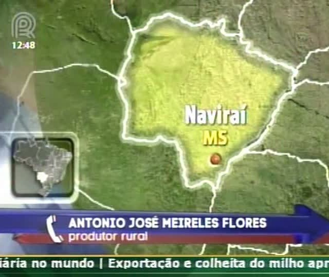 Produtor rural de Naviraí (MS) comenta sobre o prejuízo nas lavouras de soja na região
