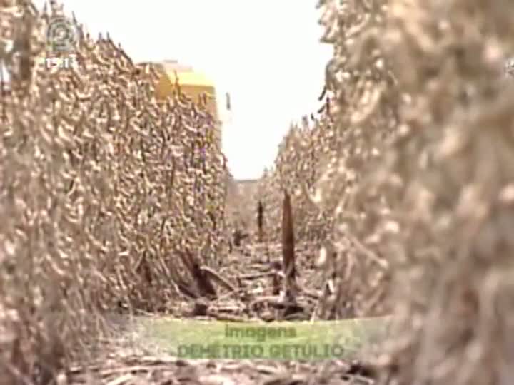 Mato Grosso do Sul começa a colher safra recorde de soja