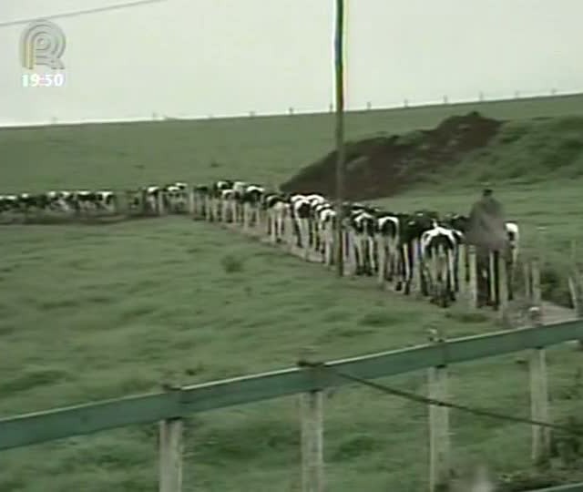Confinamento de gado leiteiro aumenta lucro de produtores de Santa Catarina
