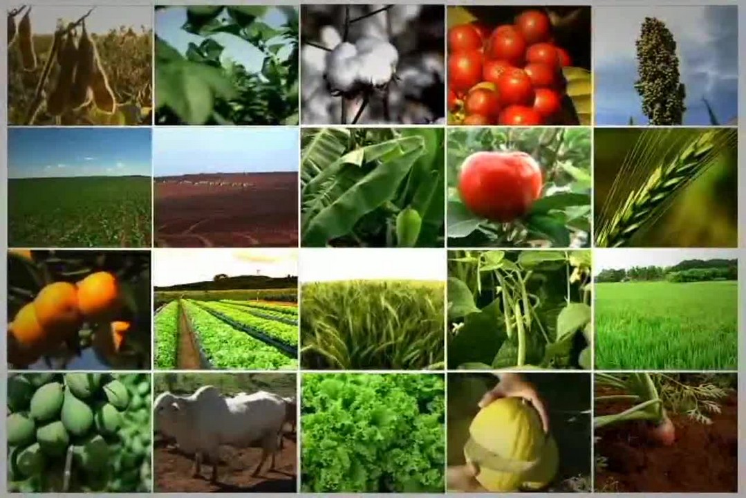 Tecnologia do campo mostra como são as sementes de milho nutridas