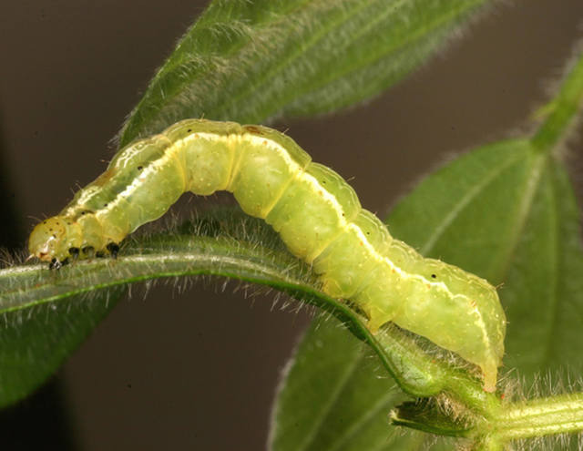 Lagarta falsa-medideira ataca lavouras de soja no Paraná