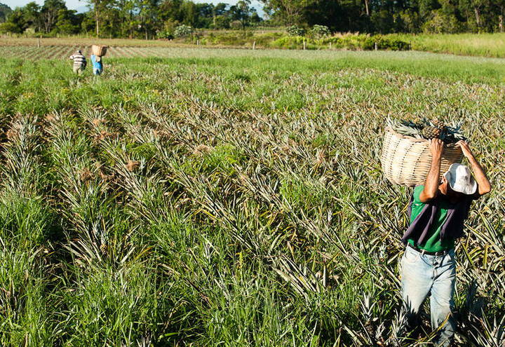 Tudo o que você precisa saber sobre aposentadoria rural