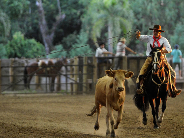 Comissão aprova rodeio como atividade da cultura popular