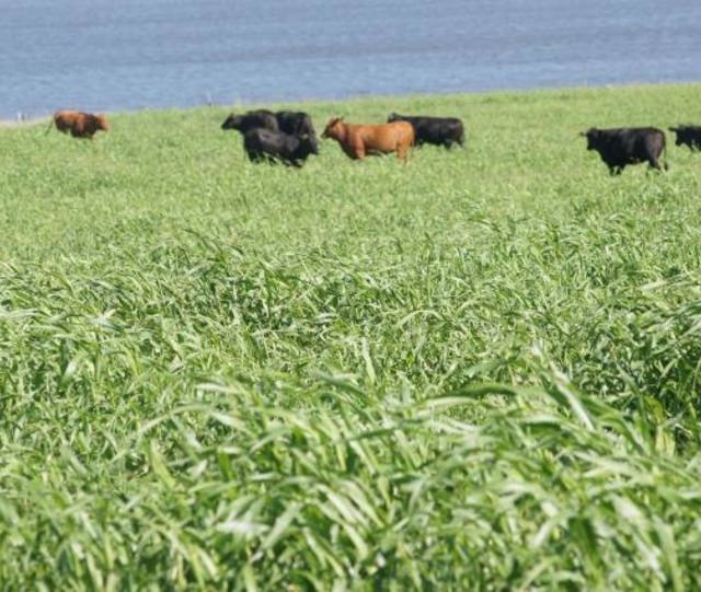 Embrapa apresenta vantagens da cultivar BRS Estribo de capim-sudão