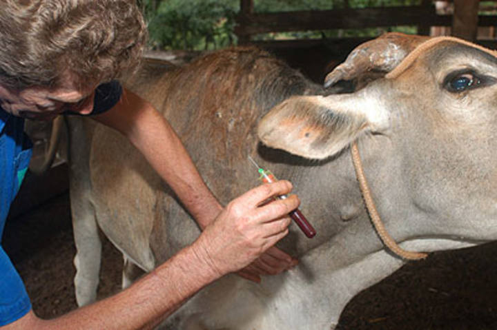 Senar contrata agrônomos e veterinários no Paraná