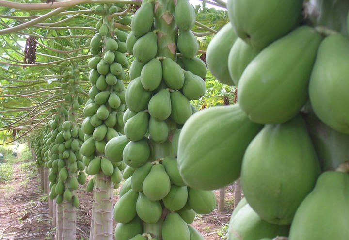 Frutas e hortaliças ficam mais baratas no mercado